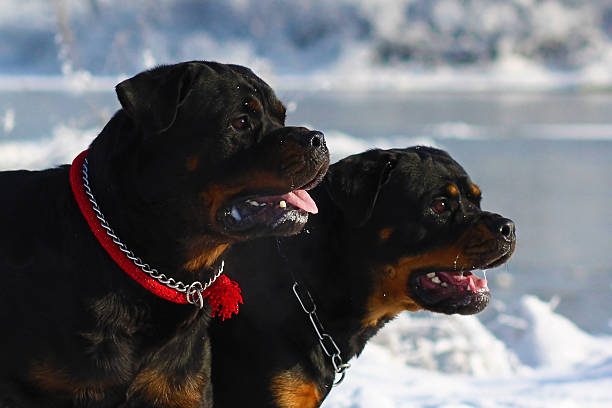 Angry Rottweiler Stock Photos, Pictures & RoyaltyFree