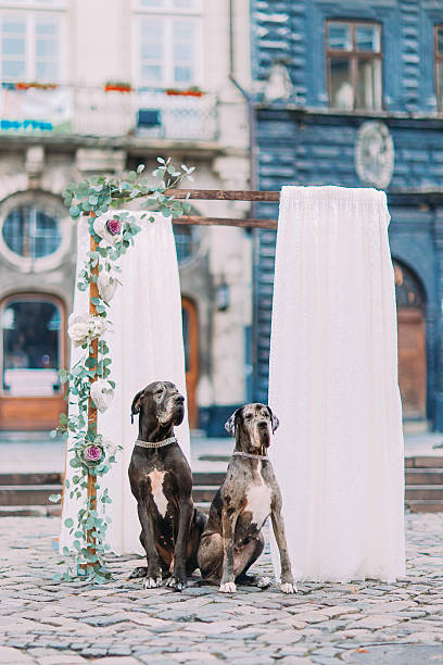 Two purebred dogs near the vintage wedding arch in Lviv Two purebred dogs near the vintage wedding arch in Lviv city centre. national dog day stock pictures, royalty-free photos & images