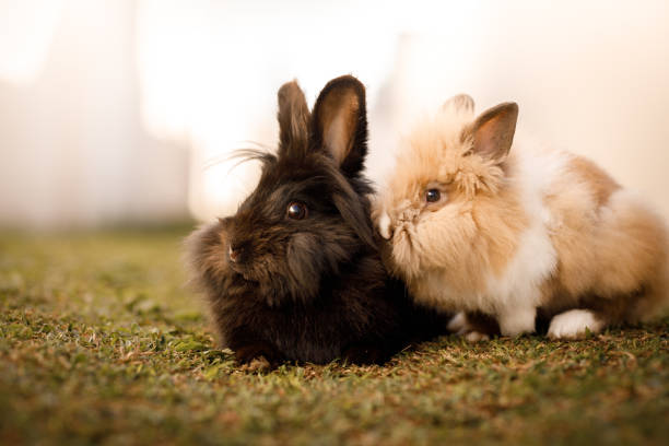 Two Rabbits laying in garden stock photo