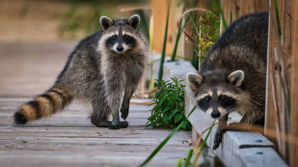 two raccoons in a park stock photo