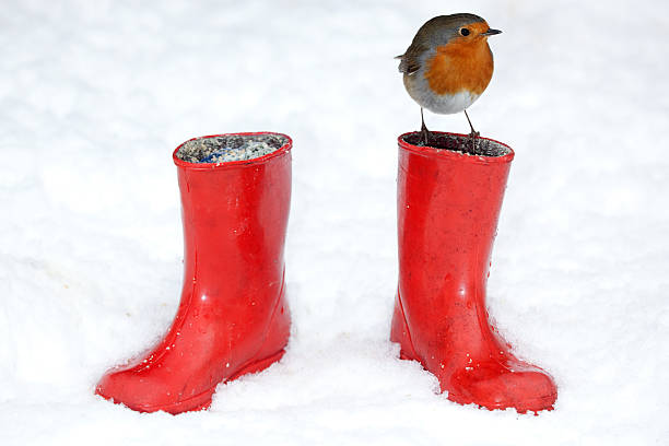 Two Red Boots and a Robin - XXXL stock photo