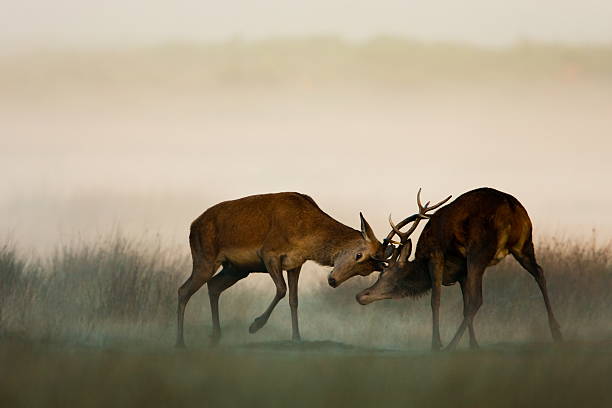 Two red deer fighting in the fog Red Deer(Cervus elaphus) rutting stock pictures, royalty-free photos & images