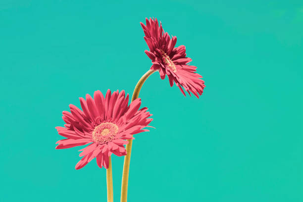 Two red gerbera daisies or chrysanthemums flowers Two pretty flowers in bright colors aqua menthe photos stock pictures, royalty-free photos & images