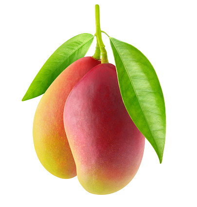 Isolated mango fruits. Two red mango hanging on a branch with leaves isolated on white background with clipping path