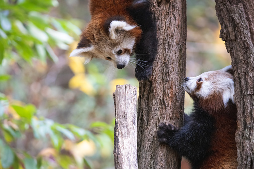 Cute fluffy young lesser pandas or firefox (Ailurus fulgens) climbing a tree.