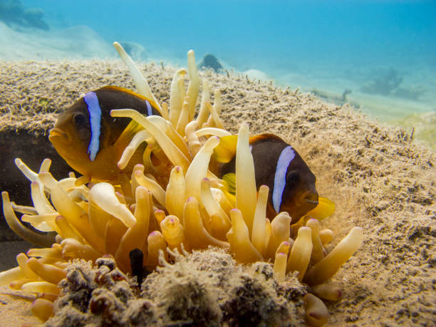 Two Red Sea anemonefish and an anemone in a tire underwater. stock photo