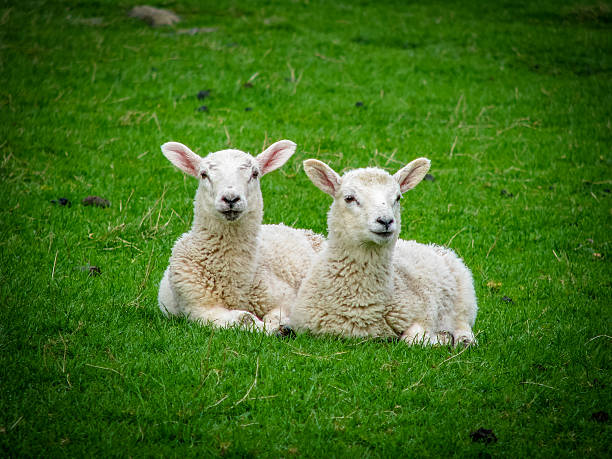 Two Resting Lambs stock photo