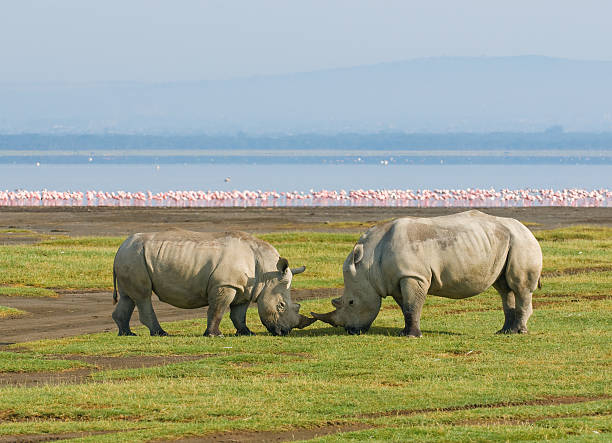 Two rhinos in Lake Nakuru National Park, Kenya rhinos in lake nakuru national park, kenya lake nakuru national park stock pictures, royalty-free photos & images