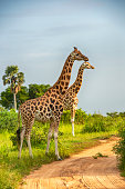 istock Two Rothschild's Giraffes in Northern Uganda 1307291479