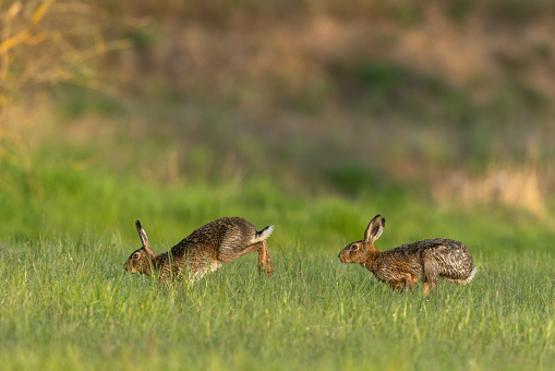 Two european hares (Lepus europaeus) running in a meadow.