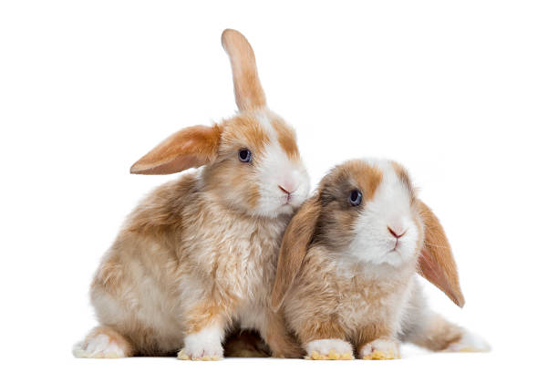 two satin mini lop rabbits next to each other, isolated - dwarf rabbit isolated bildbanksfoton och bilder