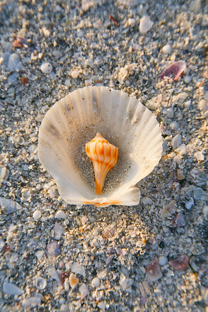 two sea shells stock photo