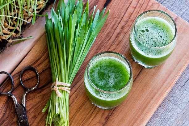 Two shots of barley grass juice with freshly harvested barley grass stock photo