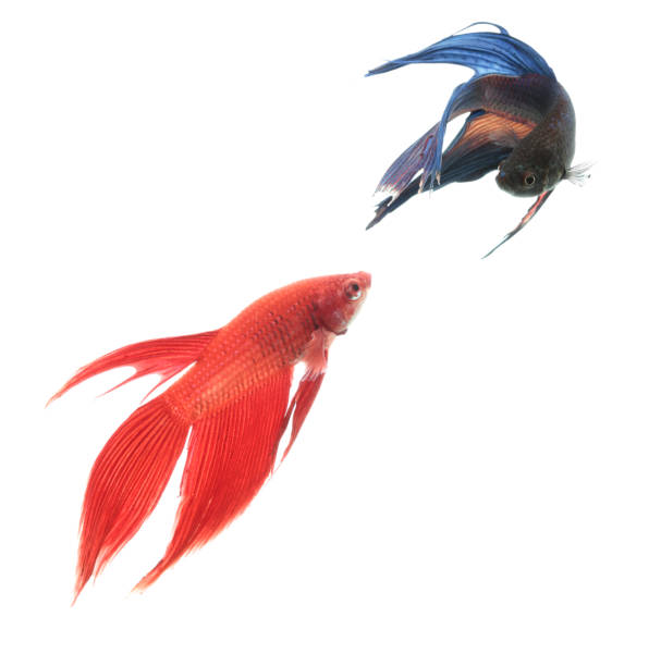 Two Siamese fighting fish against white background stock photo