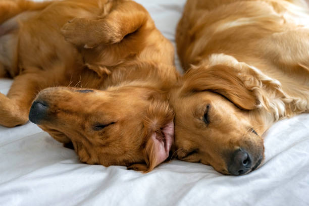 Two Sleeping Golden Retrievers Touching Heads Two golden retriever half sisters sleep touching heads on a bed. two animals stock pictures, royalty-free photos & images