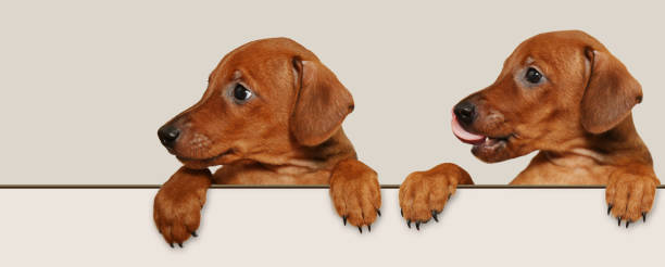 Two small, cute puppies with paws over a white sign. copy space stock photo