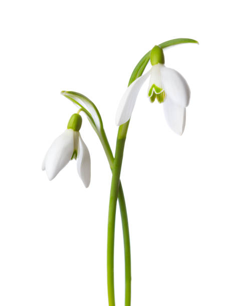 Two snowdrop flowers isolated on white background. stock photo