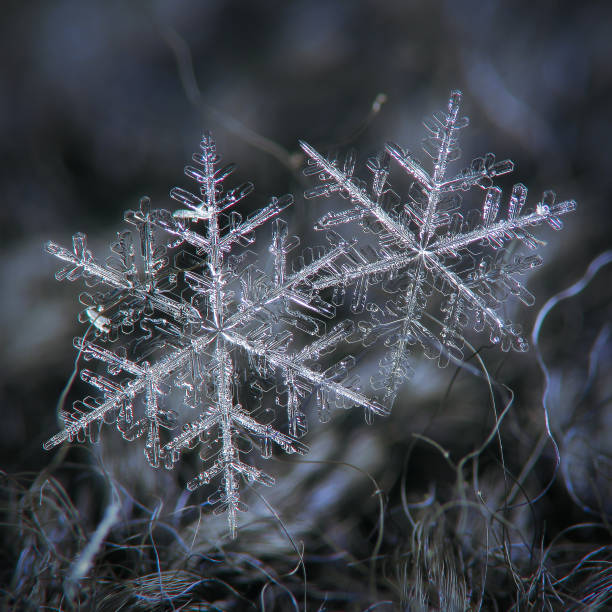 Two snowflakes on dark textured background stock photo
