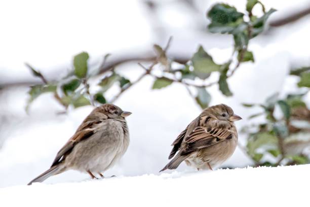 Two sparrow birds in the snow Two sparrow birds in the snow february stock pictures, royalty-free photos & images
