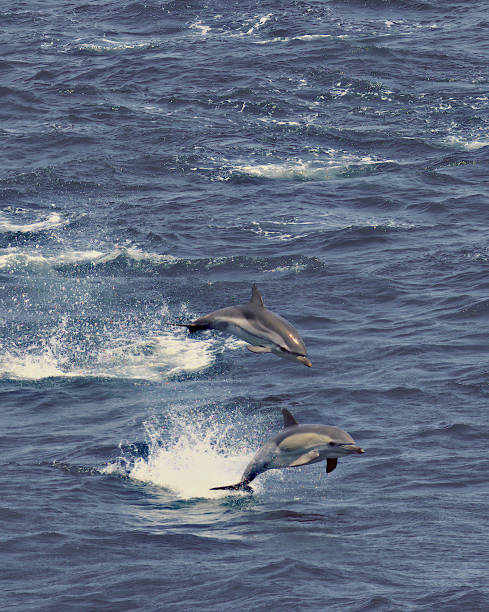 Two species of Dolphin leap over the Bay of Biscay stock photo