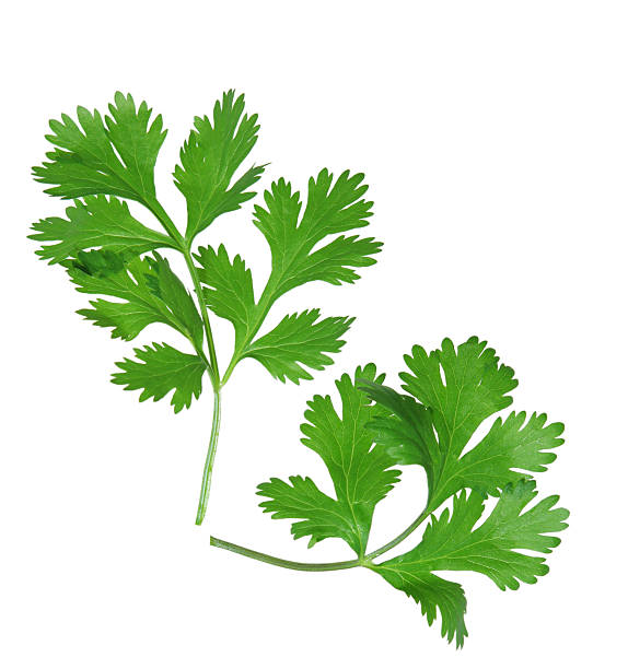 Two sprigs of coriander on a white background Two branches of coriander cilantro isolated on white cilantro stock pictures, royalty-free photos & images