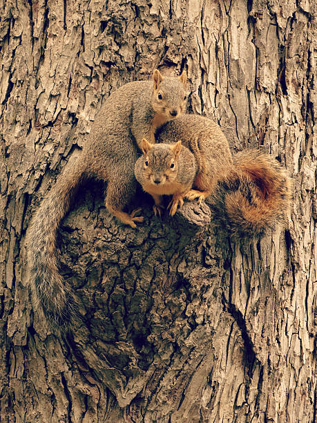 Two Squirrel Mates on a Heart Shaped Bark Tree Knot stock photo