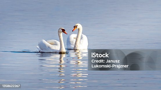 istock two swans floating on the lake, couple 1358622267