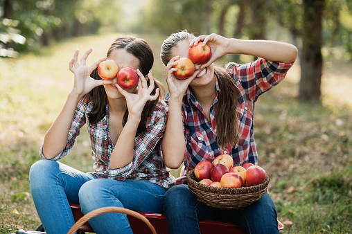 Two teenage girls picking ripe organic apples on farm at fall day. Sisters with fruit in basket. Harvest Concept in country. Garden, teenager eating fruits at fall harvest.