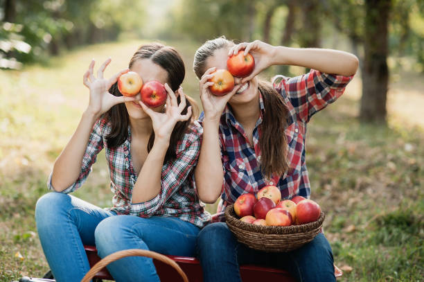 Two teenage girls picking ripe organic apples on farm at fall day. Two teenage girls picking ripe organic apples on farm at fall day. Sisters with fruit in basket. Harvest Concept in country. Garden, teenager eating fruits at fall harvest. apple orchard stock pictures, royalty-free photos & images