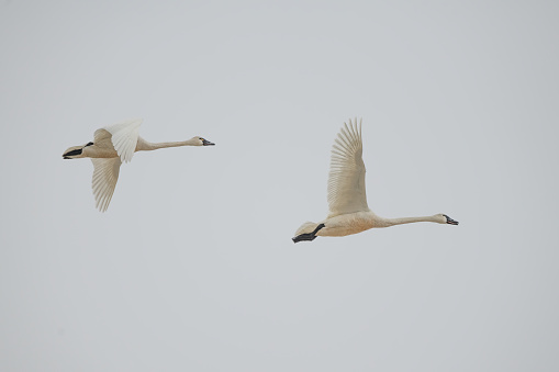 Two Tundra Swans flying together as they migrate north over Montana in northwestern USA.