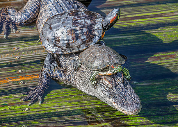 https://media.istockphoto.com/photos/two-turtles-riding-on-alligators-back-and-head-picture-id488472637?k=6&m=488472637&s=612x612&w=0&h=r0Q3YShaf6e9NNzYzXF5yX41zN6uLCvvHbXWDXZXA-s=