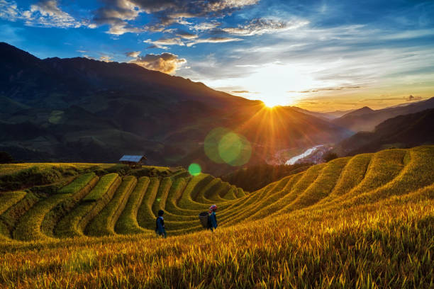 twee ongedefinieerde vietnamese hmong lopen in het fantastische landschap van rijst veld terras voor voorbereiden wanneer de oogst zonsopgang in noordwestelijk vietnam. mu cang chai, yen bai provincie, vietnam - cango stockfoto's en -beelden
