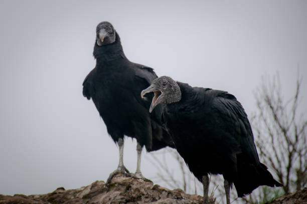 Two Vultures: just talking All that two good friends want is to be able to spend time together, relaxing with a good conversation! american black vulture stock pictures, royalty-free photos & images