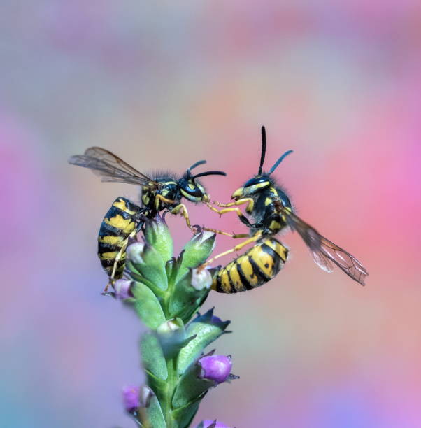 Two wasp´s stock photo