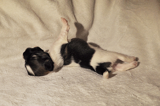 Two Weeks Old Sable Parti Havanese Puppy Stretching Stock Photo