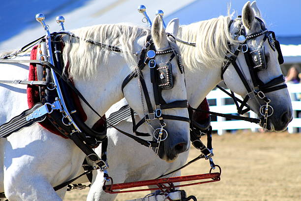 two white draft horses in harness - shirehäst bildbanksfoton och bilder