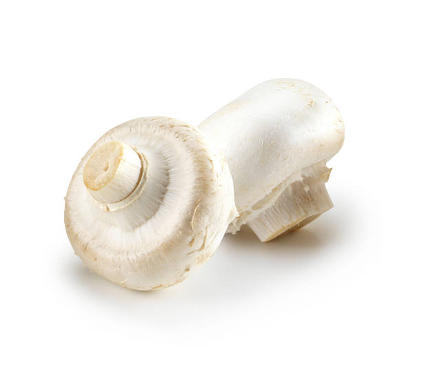 Two white mushrooms on white background stock photo