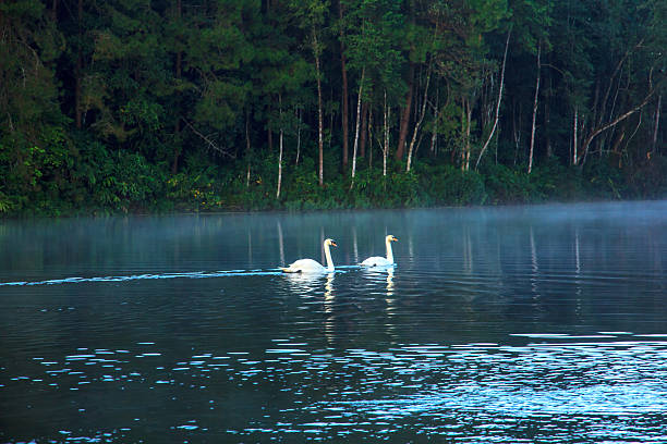 Two white swans stock photo
