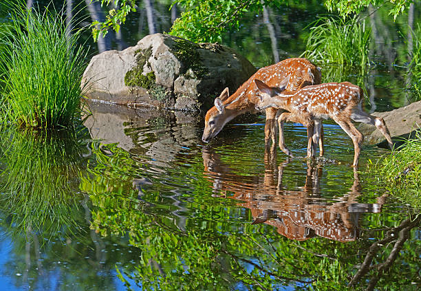 Two white tailed deer fawns reflections in clear water. white tailed deer, fawns young deer stock pictures, royalty-free photos & images