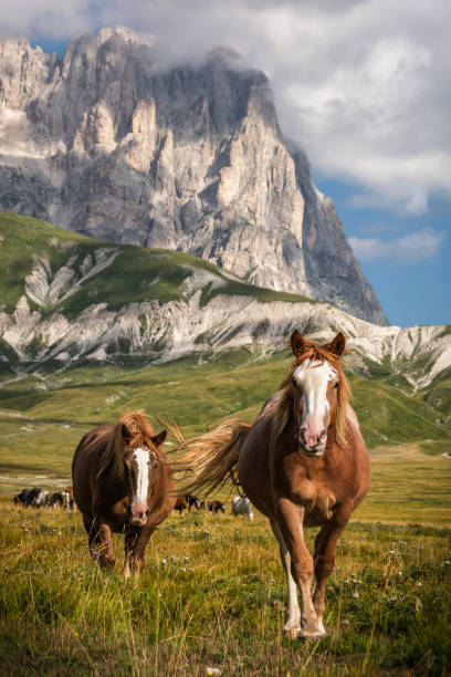 Two Wild Horses Close up with Background of Mountain Corno Grande in Campo Imperatore stock photo