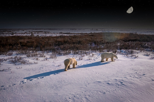 Wide angle view of two adult polar bears (Ursus maritimus) walking through moonlit snow on the Canadian tundra on a clear, cold November night, near Churchill, Manitoba, Canada, while a partial moon is in the background sky. Paw prints are visible on the ground.