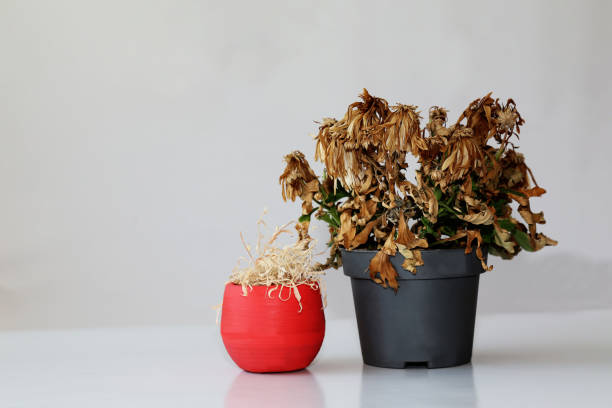 Two withered flowers in vases. Indoor plants wilted in pots . Dry plants in a red vase and a gray pot. Arid flowers on a gray background. stock photo