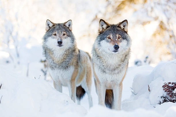Two wolves in cold winter forest stock photo
