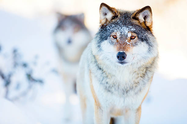 Two wolves in cold winter landscape stock photo