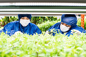 新しい種類の園芸植物の緑の苗で働く2人の女性