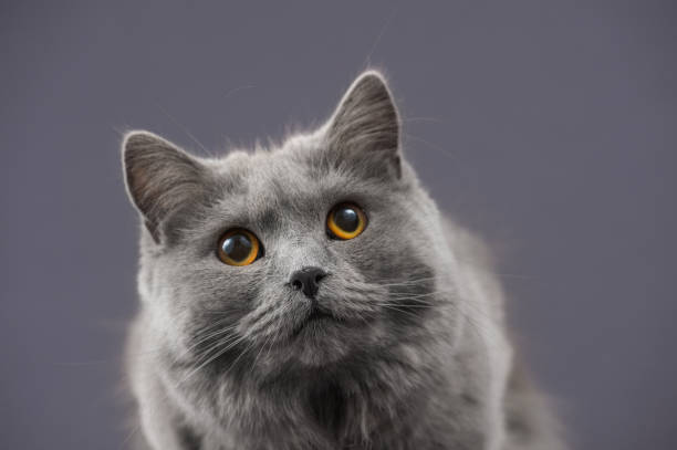 Best Beautiful Chartreux Cat On The Table Stock Photos, Pictures