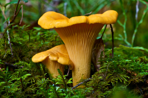 A photo of two yellow Chantarelles in the moss an autumnday in Sweden.