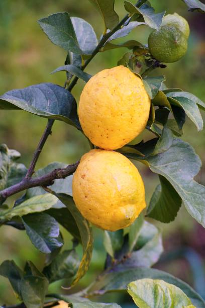 Two yellow ripe lemons on their tree closeup stock photo