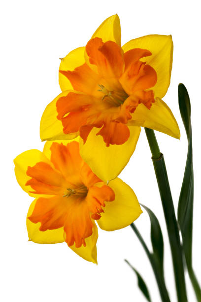 Two yellow-orange daffodils isolated on the white background stock photo