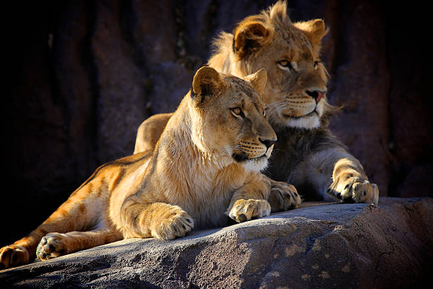 Two Young African Lions Two young African Lions sit next to each other on a rock. kruger national park stock pictures, royalty-free photos & images